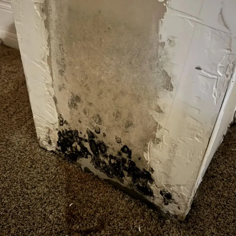 Professional Mold Removal in Serenada, TX